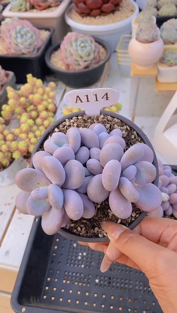 【闪购商品】A114-原始奶酪群生脱土发