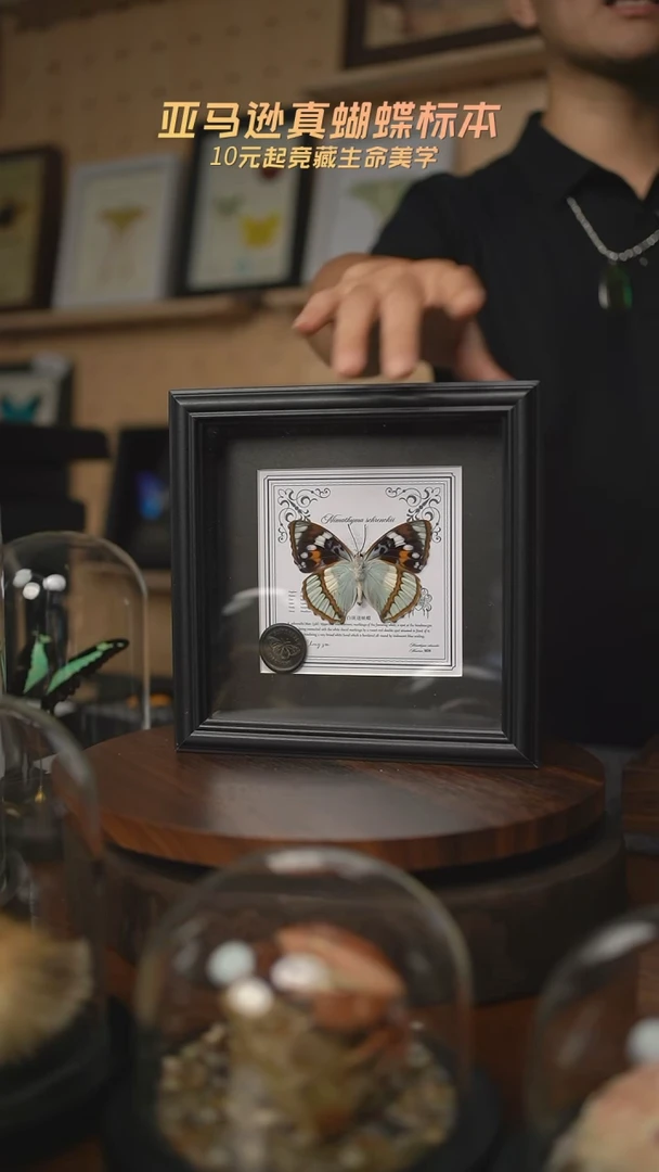 白斑迷蛱蝶反面7寸欧式方框