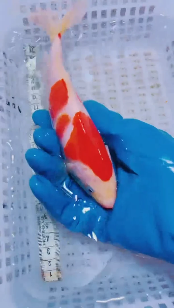 锦鲤血统锦鲤全场包邮99