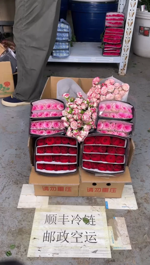 高原红20枝+洛神20枝+折射10枝