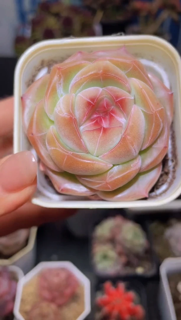 【闪购商品】309海晏河清