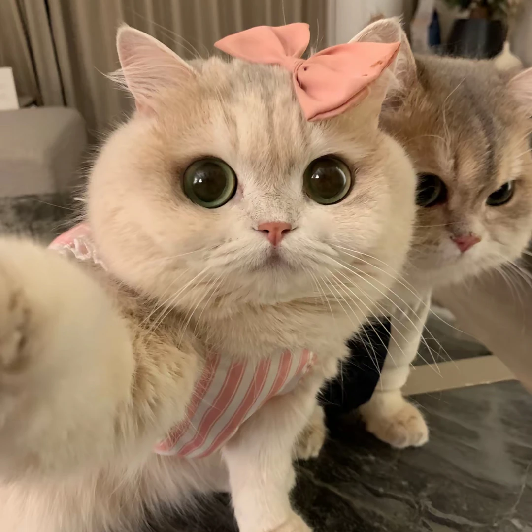 (活体宠物)宠物猫咪直播间全款挑选链接