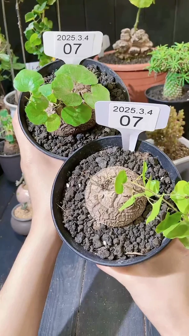 【闪购商品】南非龟甲龙3.4.7