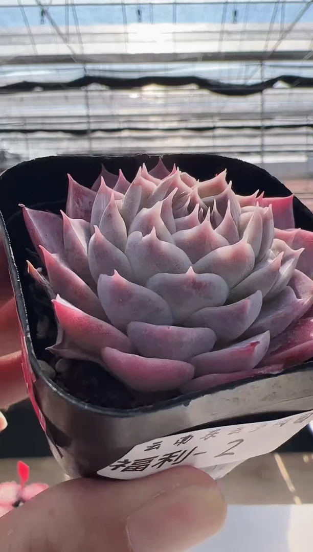 【闪购商品】福利款多肉-2