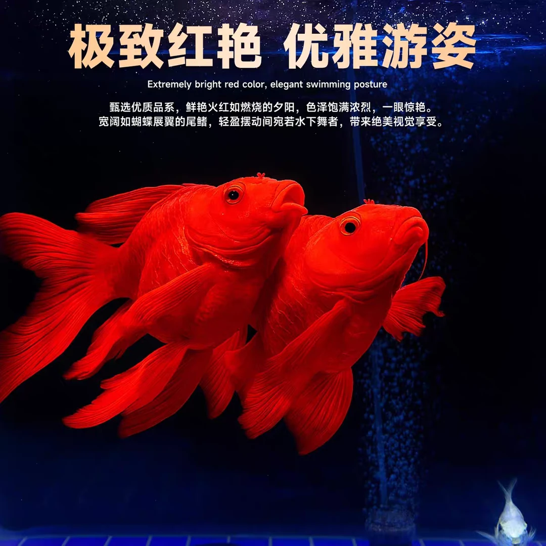 冷水淡水好养观赏鱼 大鳍大尾球体短身品种