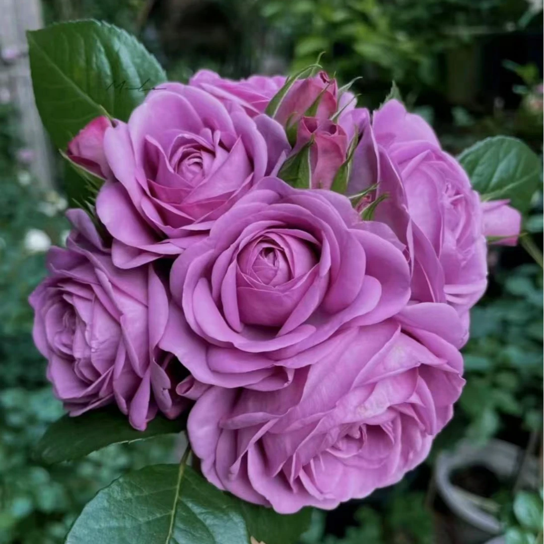 【水王星】紫色月季四季开花好养阳台庭院盆栽种植地栽原盆原土发货