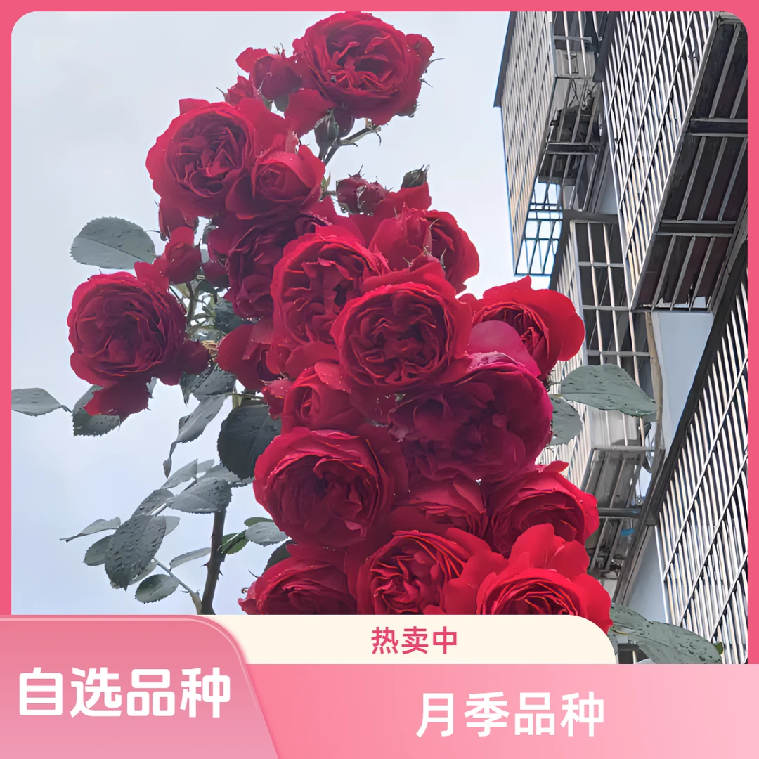 品种精选爬藤月季多季节开花勤花多头大花浓香观赏型花卉庭院阳台