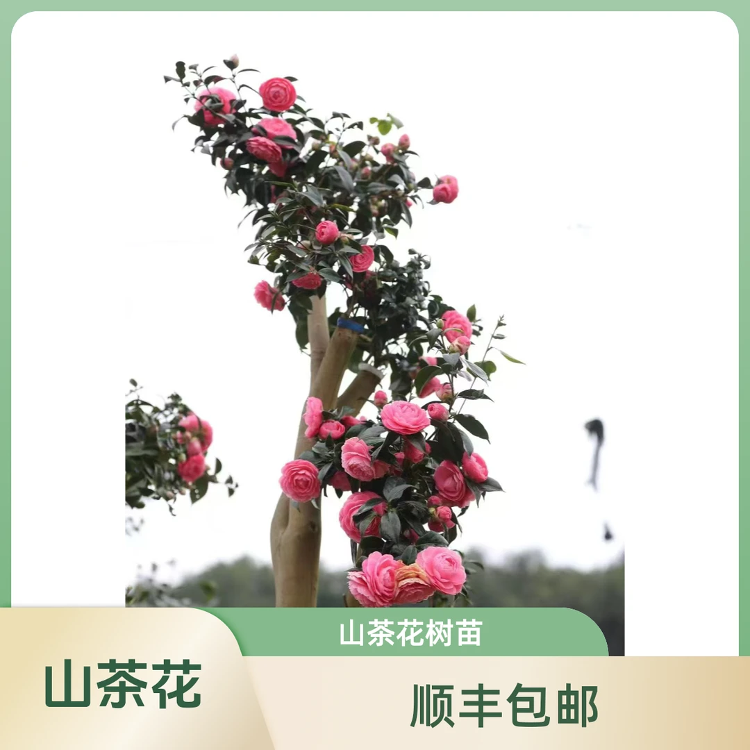 嫁接四季茶花夏日七心（5年）