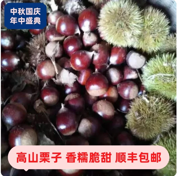 泰山油栗，千年贡果，老树板栗，现摘现发。