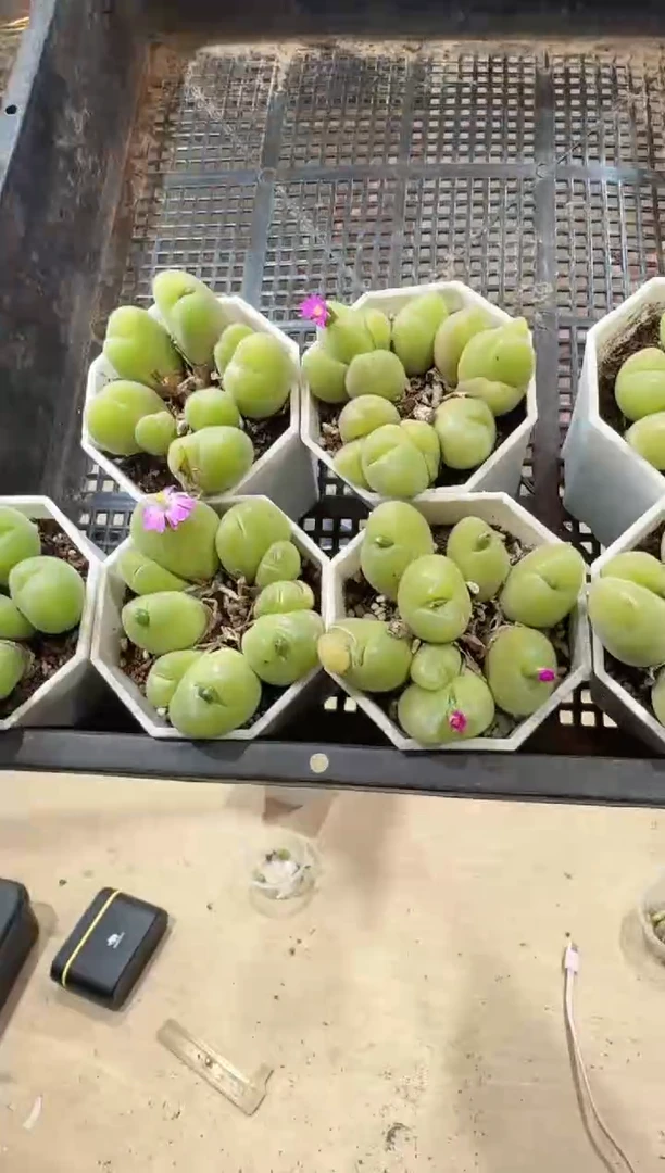 34多肉植物肉锥毛翠滴一颗