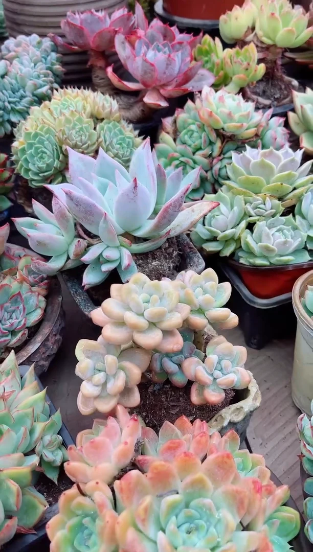 秋**阳多肉植物一物一拍13083