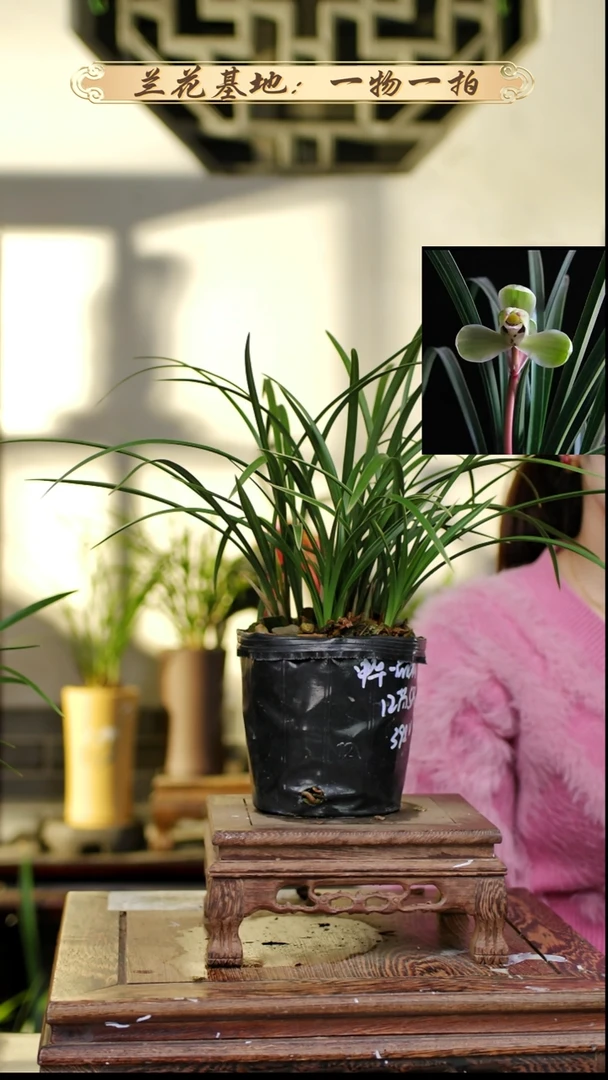 完全开放中华一品梅