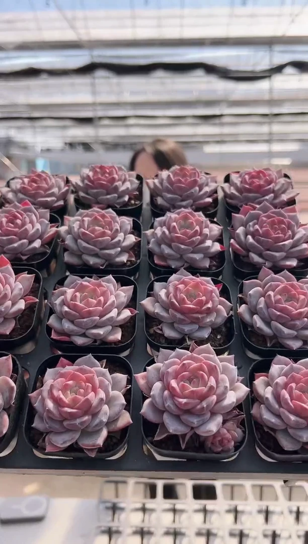 【闪购商品】新款多肉28（16棵其中一颗）不可选