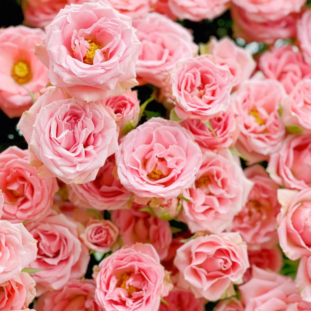 高品质多头：露露公主玫瑰（50cm）