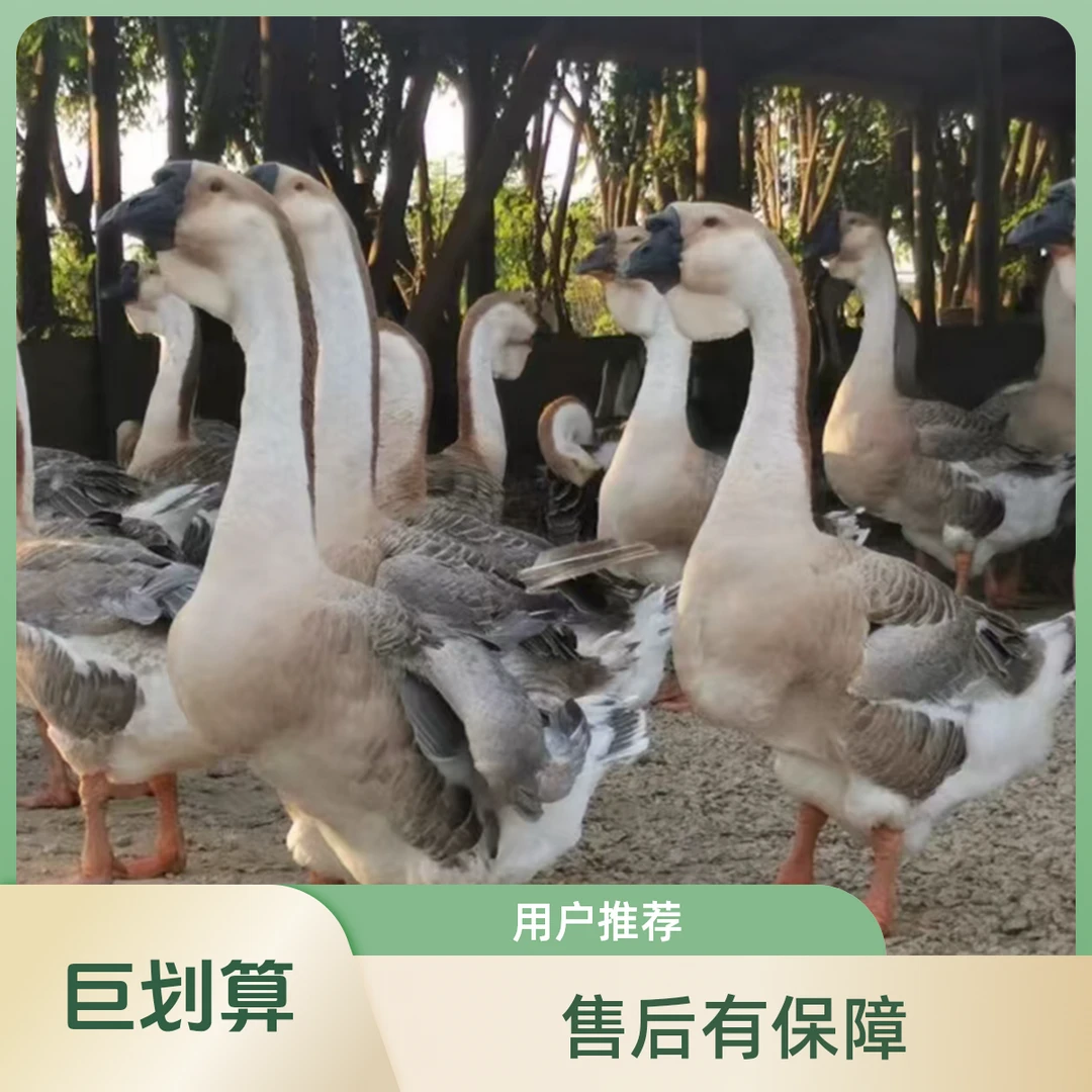 【昂】大种灰色狮子头鹅10只带框发货