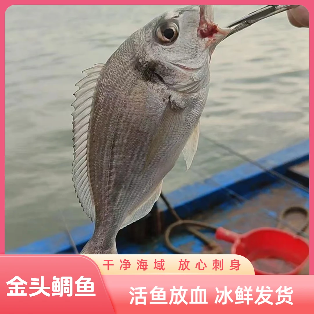 金头鲷大黄鱼红石斑鱼深海红鲳马友鱼石九公鱼宁德大黄鱼黄脚立鱼