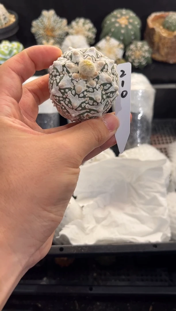 磊*：实生根星兜无盆土编码210