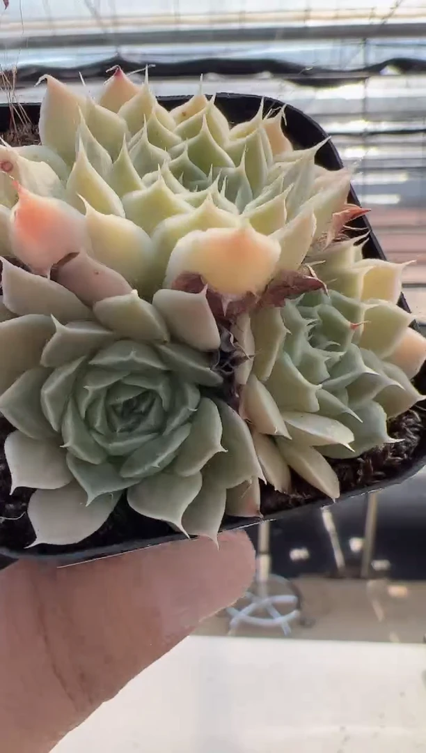 【闪购商品】睫毛精-3