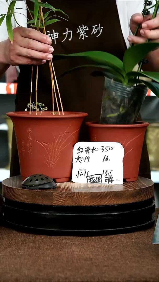 紫砂花盆花卉园艺3510