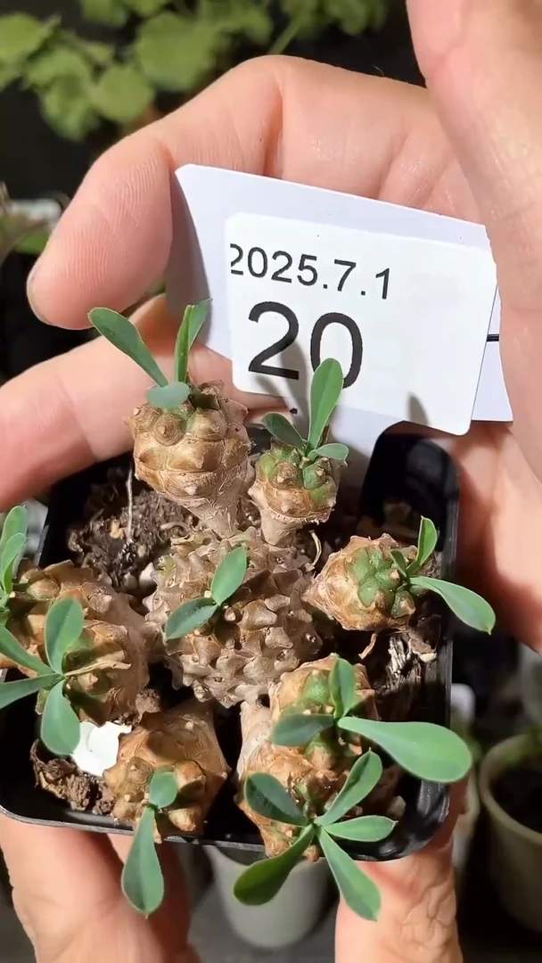 20号701福利峨眉山群山