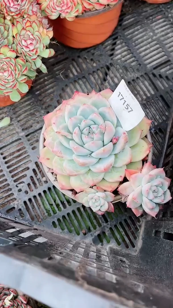 【闪购商品】17157