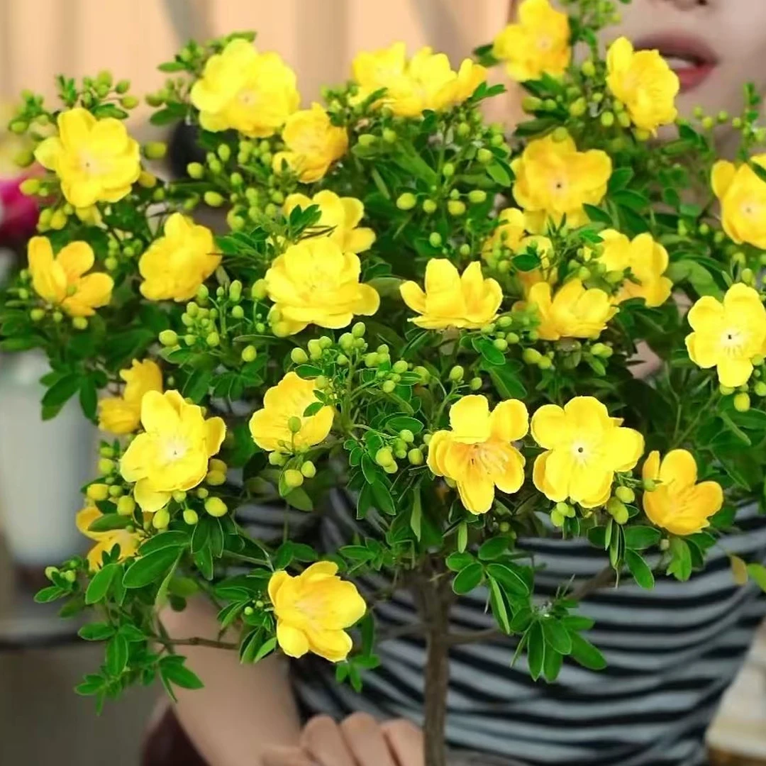 [带露色花苞发货]棒棒糖造型黄金树黄金梅盆栽室内室外盆栽地栽