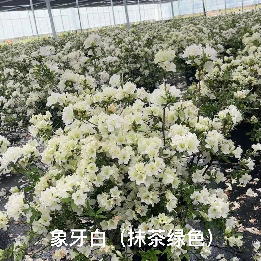 盛燕园艺【象牙白】一加仑漂亮国四季品种鹃白色杜鹃高25cm冠幅35cm