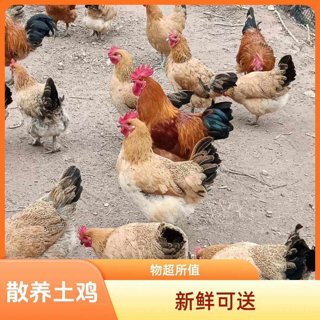 大别山农家老母鸡公鸡混养土鸡混养黑爪鸡2.5-4斤送灵芝顺丰包邮