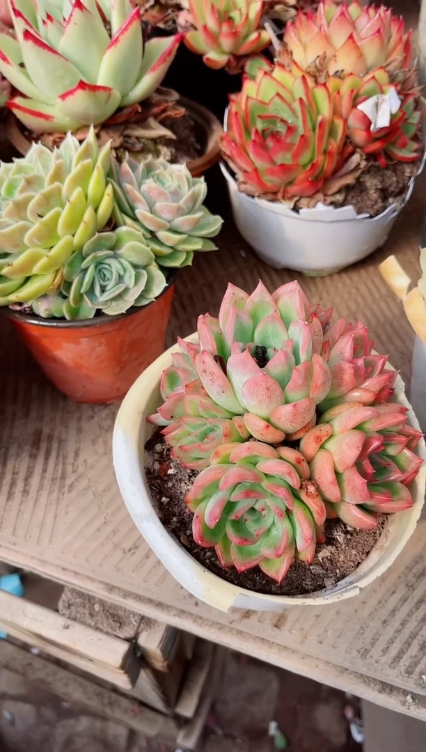 12172多肉植物一物一拍