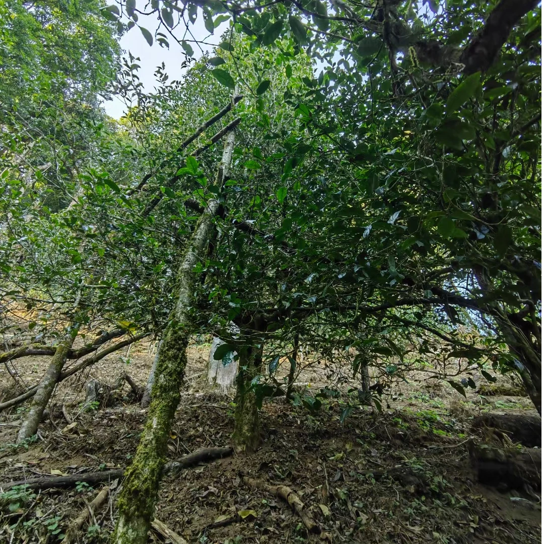 2025年广别古树单株普洱茶生茶