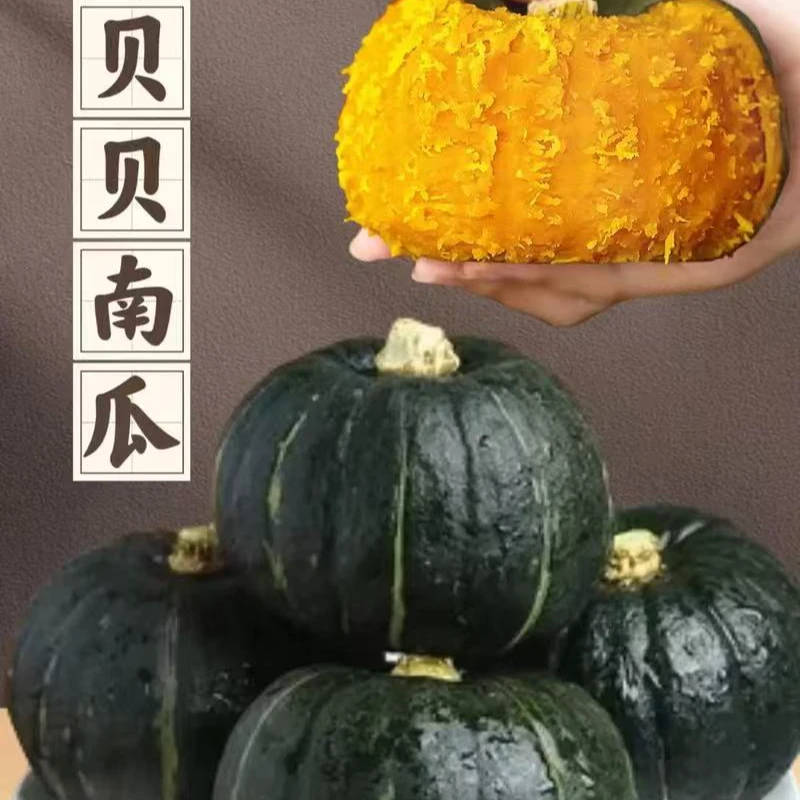 农鲜达【小林哥】正宗贝贝南瓜粉糯香甜板栗味新鲜现摘现发