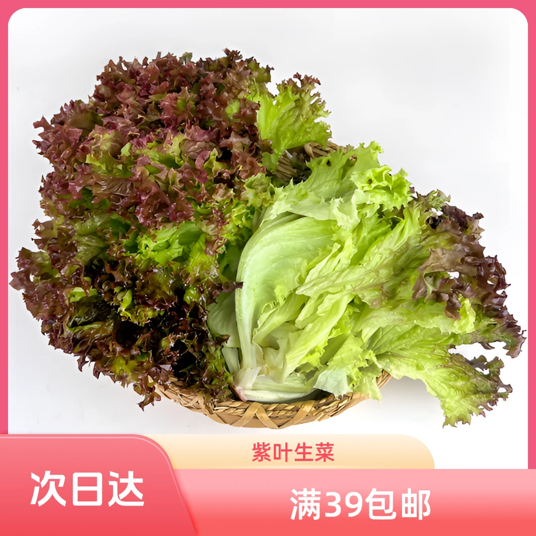 紫叶生菜生菜250g绿色蔬菜紫生菜