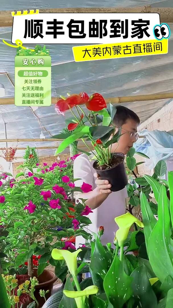 完全开放小盆红掌