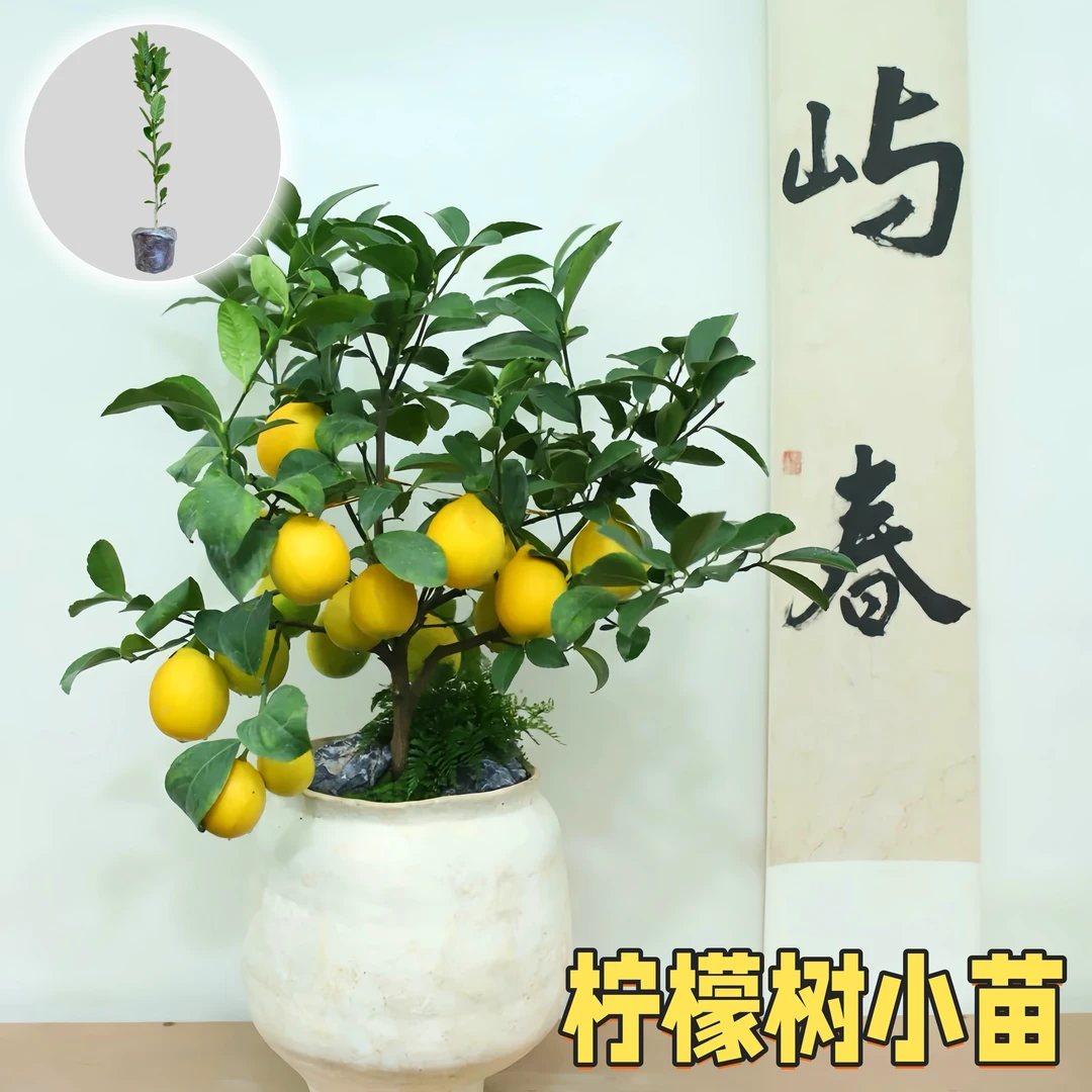 广东四季香水柠檬树苗地栽四季结果果树苗阳台室内柠檬树盆栽盆栽