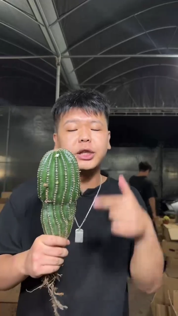 实生根 大号 黑金刚 不指定带崽