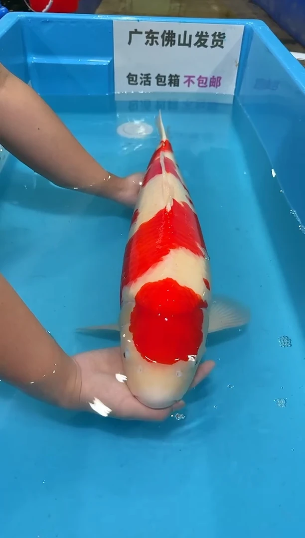 锦鲤用****970公分 红白