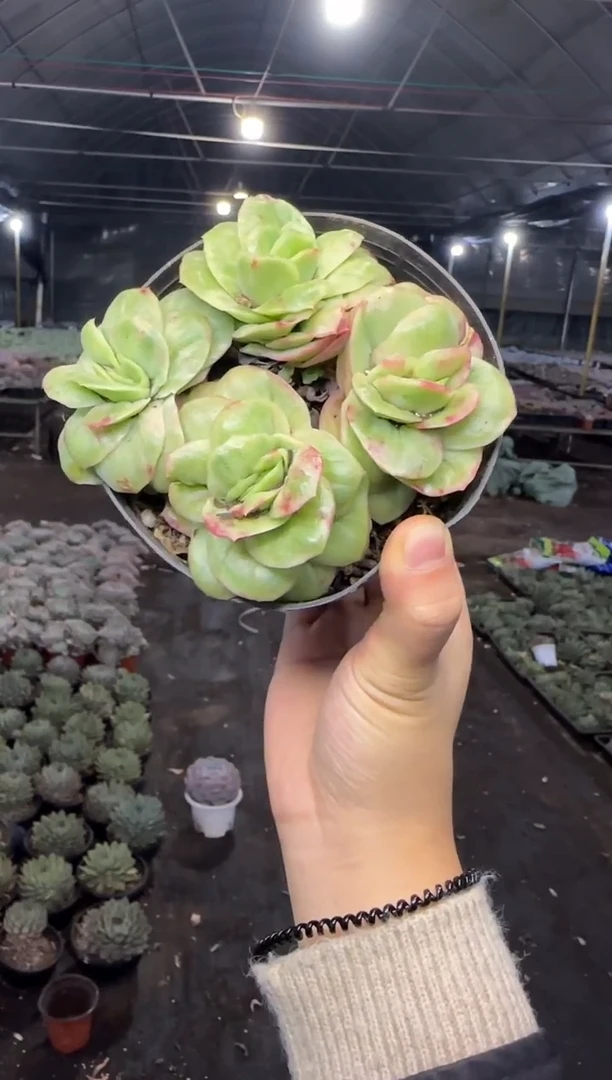 4头起冰玫瑰群带盆土3.99