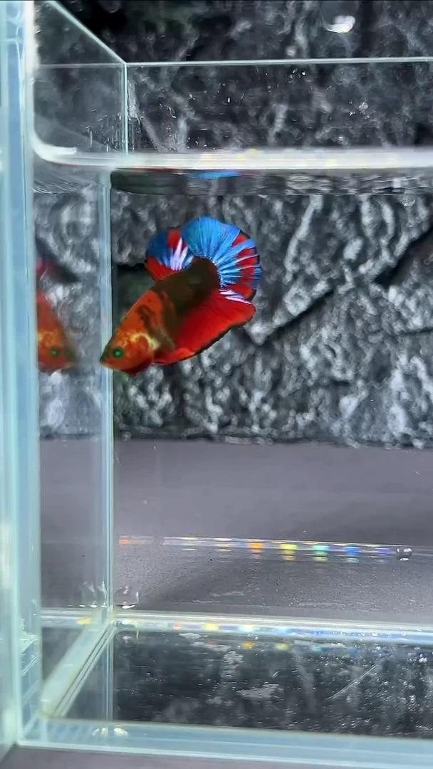 斗鱼竞拍链接A048