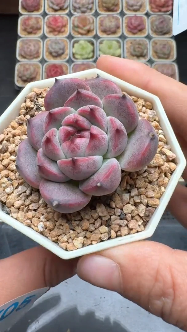 【闪购商品】707号珍妮多肉一物一拍3单包邮