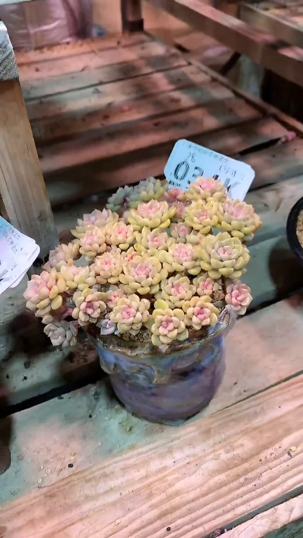 【闪购商品】034KKK