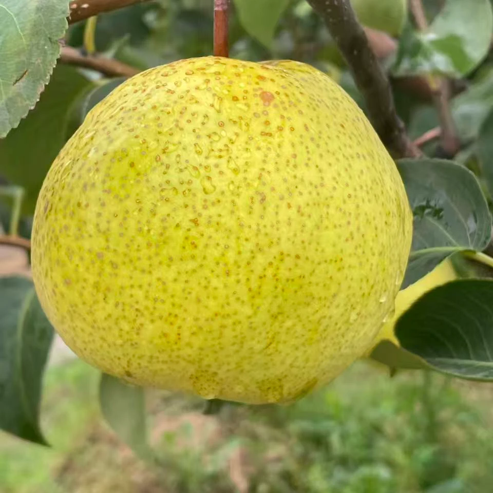 全国名特优新农产 品全国农产品地理标志保护产品 女皇果品