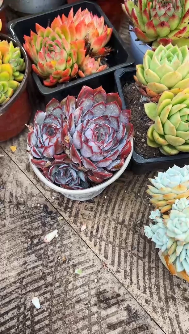 ?****?多肉植物一物一拍19310