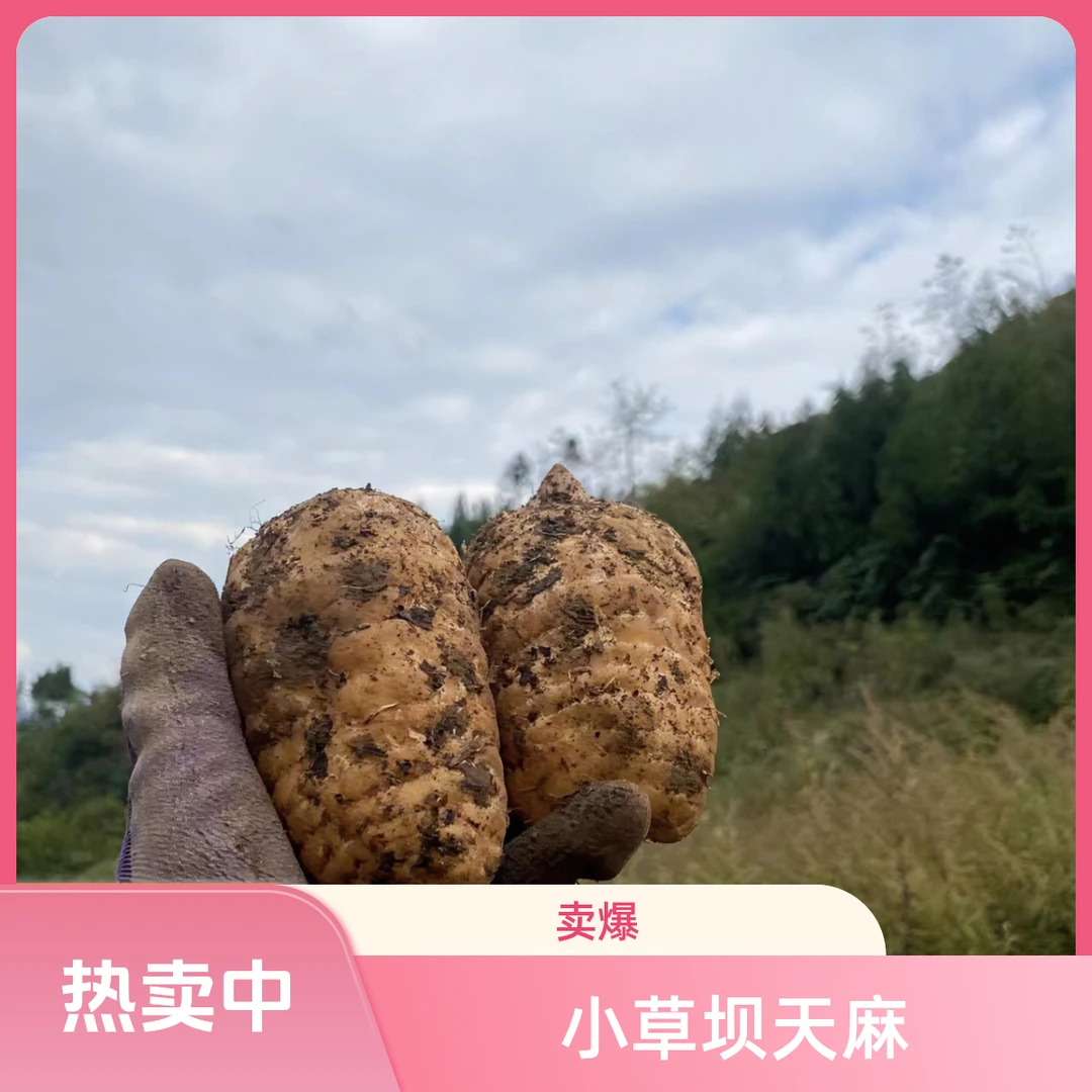 佗卓堂云南小草坝高山新鲜乌天麻