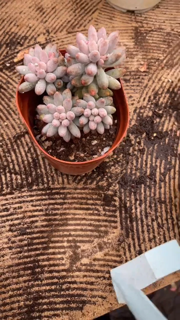 许*多肉植物一物一拍19009