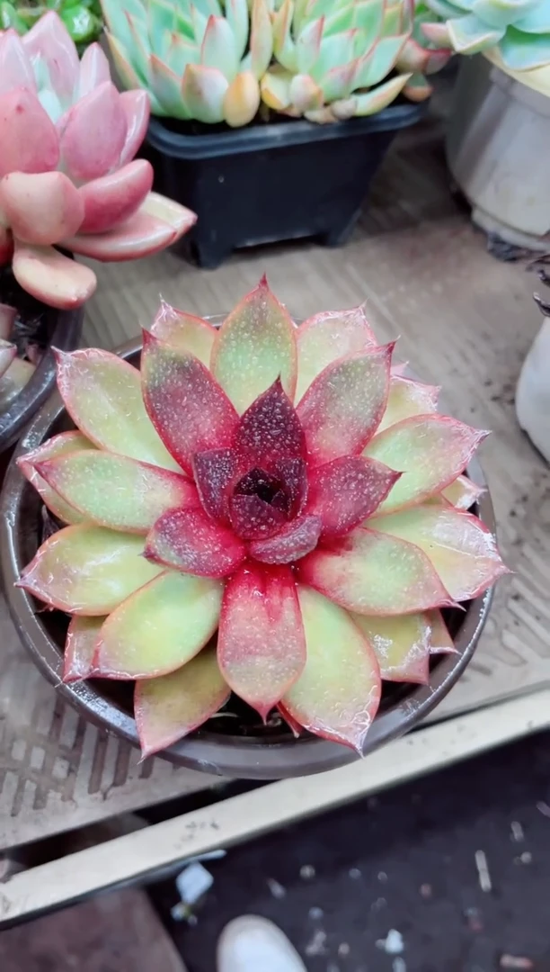 02009多肉植物一物一拍