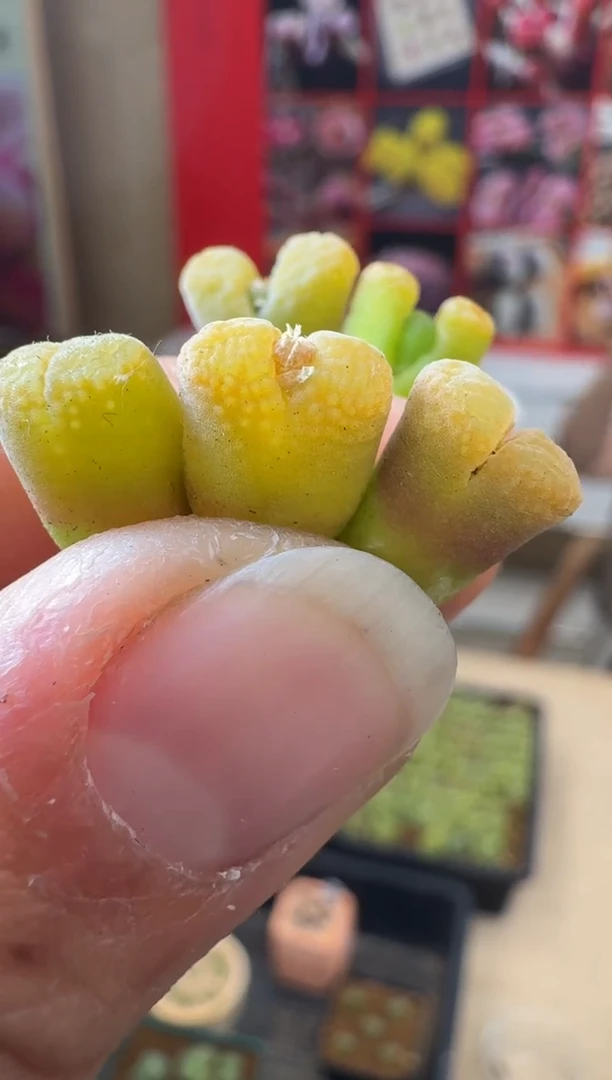 【闪购商品】30-24黄金鱼籽酱一颗