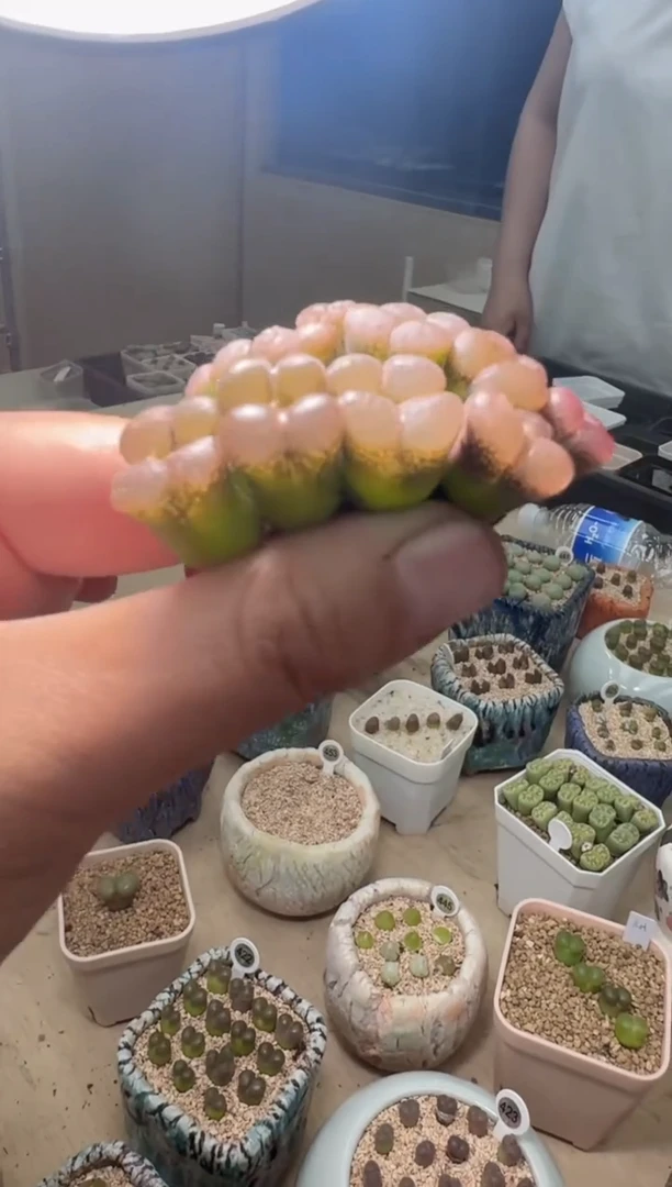 2-35 美丽的多肉植物一颗