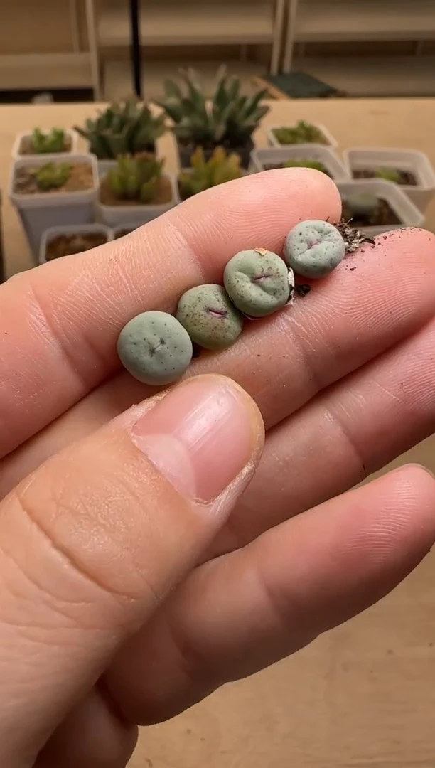 【闪购商品】14-78