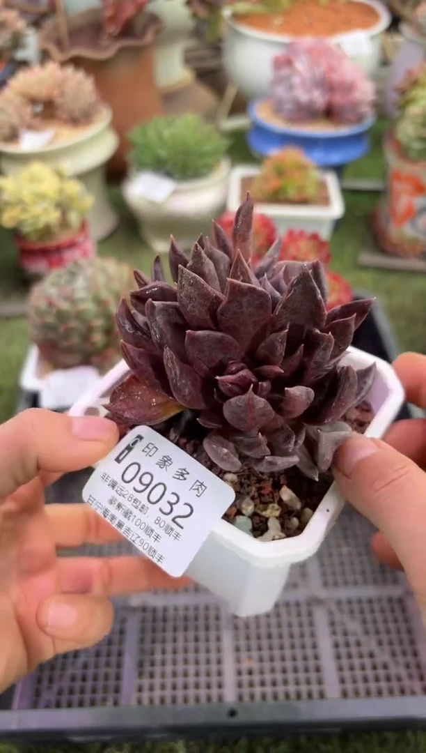 【闪购商品】09032