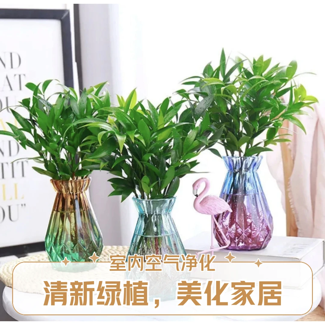 竹柏盆栽驱蚊竹柏水培绿植客厅室内办公室盆栽植物水养四季常青